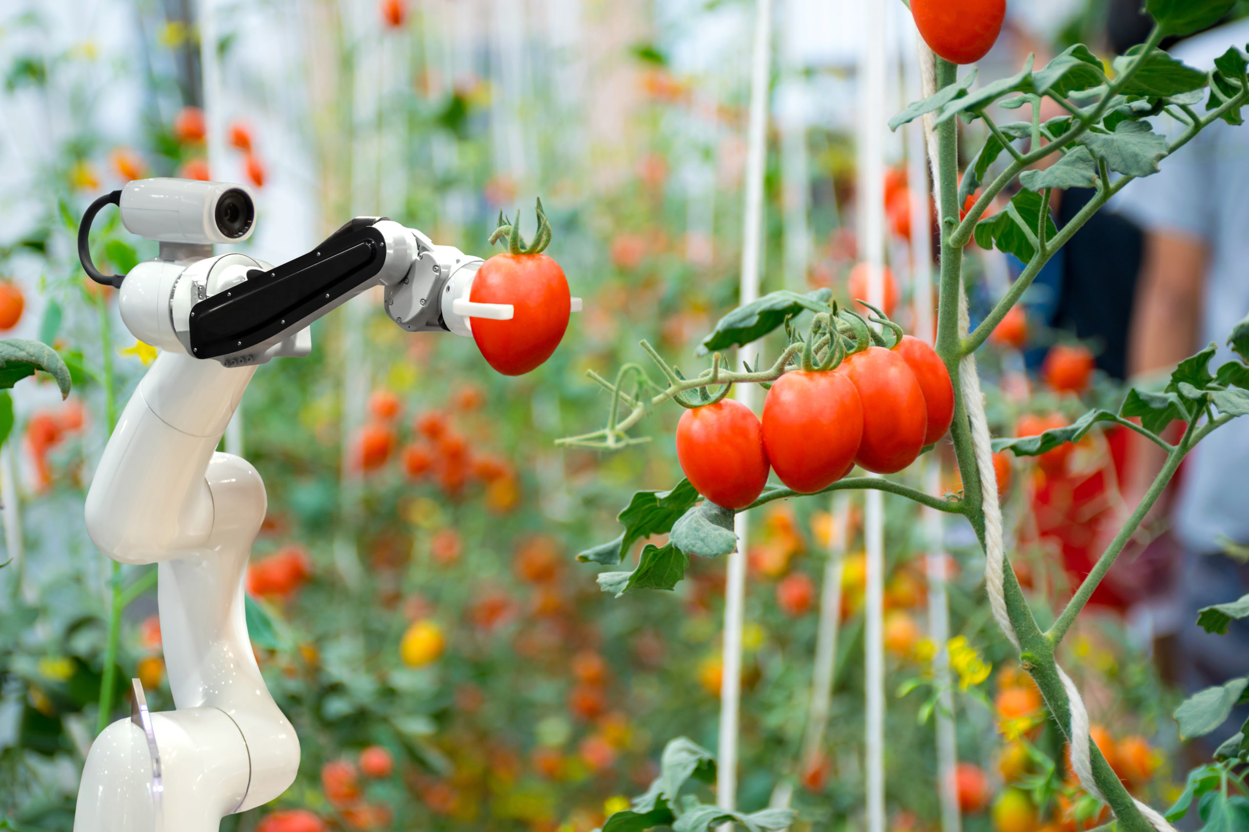 Smart robot picks tomatoes off the vine in an indoor growing center
