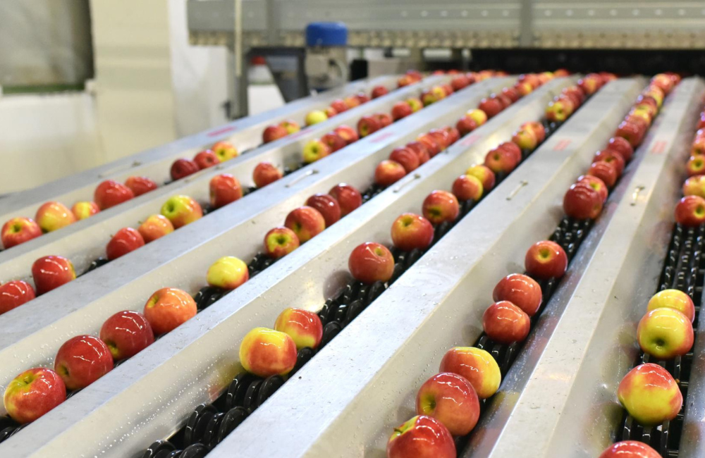 apples on a conveyer belt
