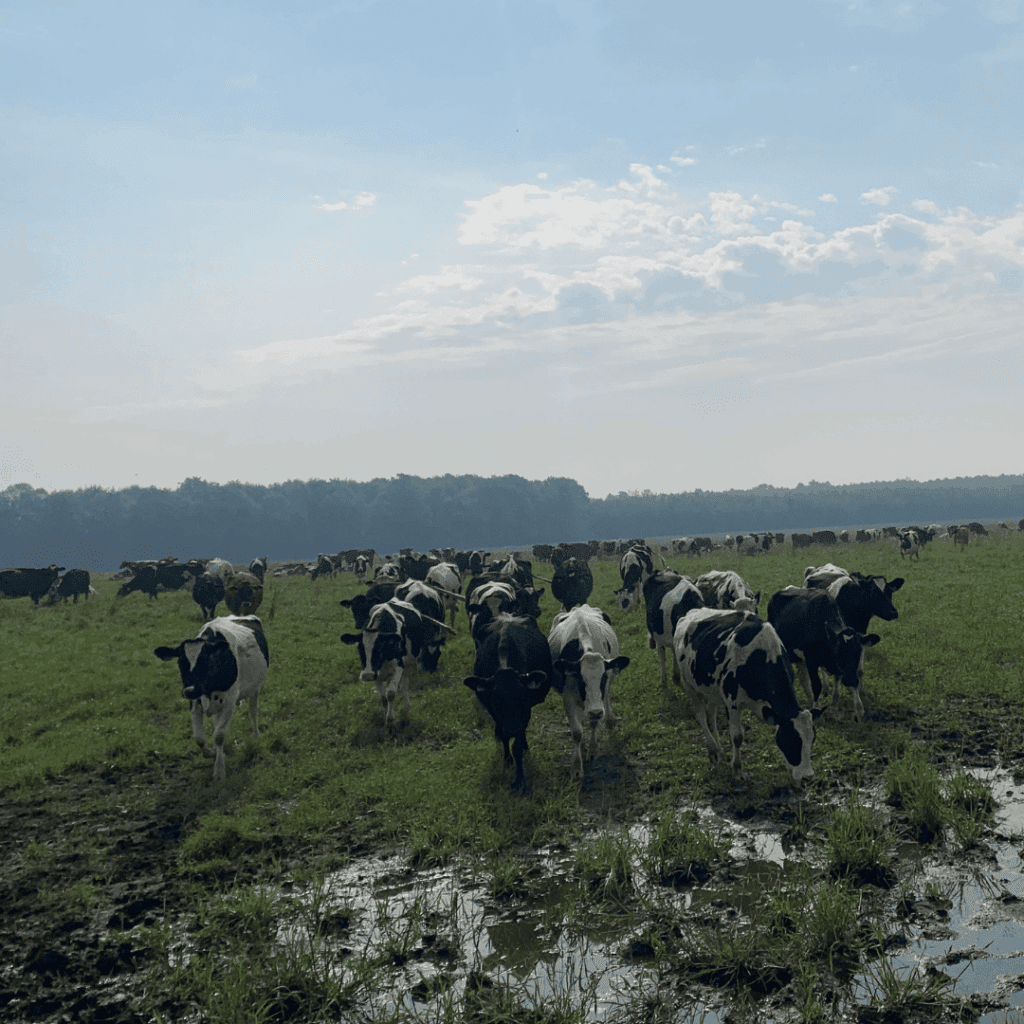 Dairy Grazing Alliance